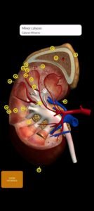 تحميل Anatomy 3D Atlas مهكر APK.2025 اناتومي 3d اخر اصدار 4