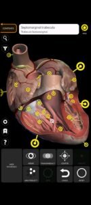 تحميل Anatomy 3D Atlas مهكر APK.2025 اناتومي 3d اخر اصدار 6